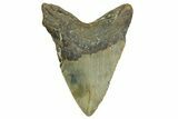 Bargain, Fossil Megalodon Tooth - North Carolina #371493-2